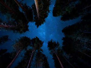 Preview wallpaper starry sky, night, trees, stars