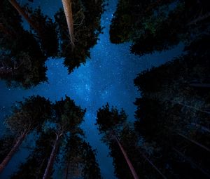 Preview wallpaper starry sky, night, trees, stars