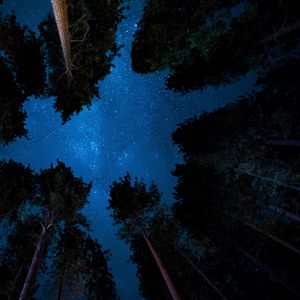 Preview wallpaper starry sky, night, trees, stars