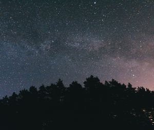 Preview wallpaper starry sky, night, trees, sky