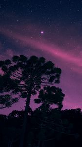 Preview wallpaper starry sky, night, trees, stars, lights