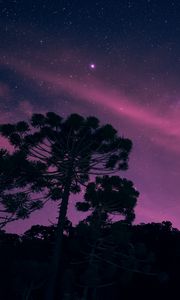 Preview wallpaper starry sky, night, trees, stars, lights