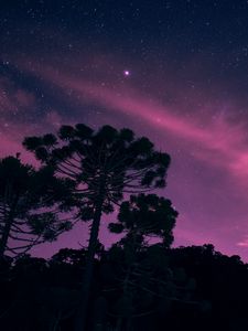 Preview wallpaper starry sky, night, trees, stars, lights