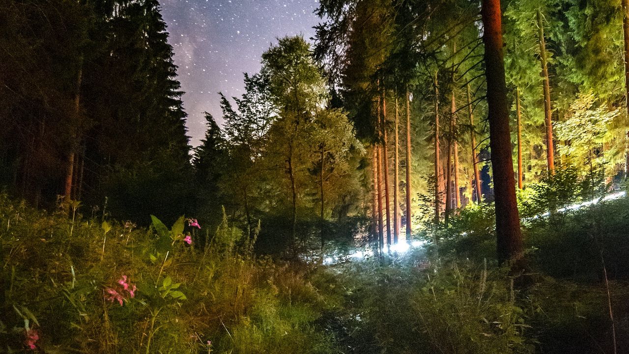Wallpaper starry sky, night, trees, forest, flowers