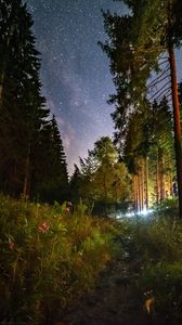 Preview wallpaper starry sky, night, trees, forest, flowers