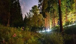 Preview wallpaper starry sky, night, trees, forest, flowers