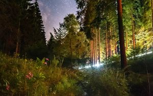 Preview wallpaper starry sky, night, trees, forest, flowers