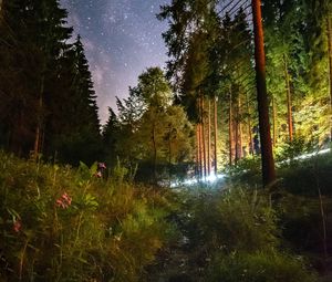 Preview wallpaper starry sky, night, trees, forest, flowers