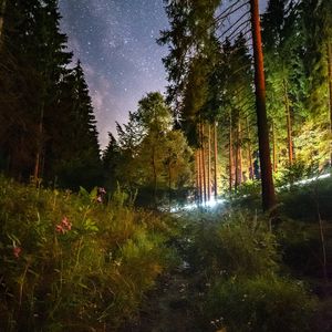 Preview wallpaper starry sky, night, trees, forest, flowers