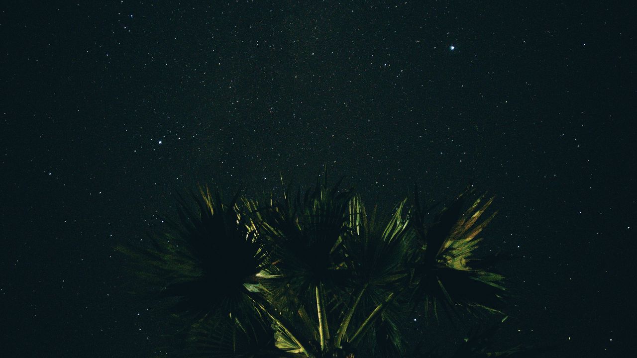 Wallpaper starry sky, palm tree, night