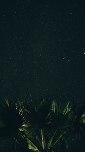 Preview wallpaper starry sky, palm tree, night