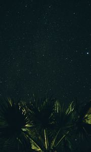 Preview wallpaper starry sky, palm tree, night