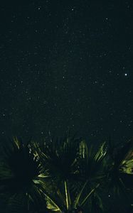 Preview wallpaper starry sky, palm tree, night