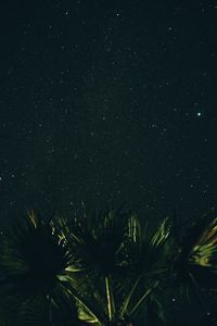 Preview wallpaper starry sky, palm tree, night