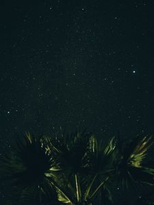 Preview wallpaper starry sky, palm tree, night