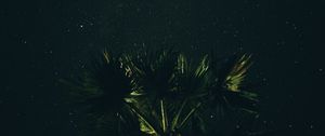 Preview wallpaper starry sky, palm tree, night