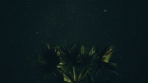 Preview wallpaper starry sky, palm tree, night