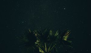 Preview wallpaper starry sky, palm tree, night