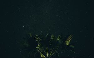 Preview wallpaper starry sky, palm tree, night