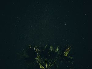 Preview wallpaper starry sky, palm tree, night