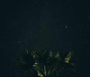 Preview wallpaper starry sky, palm tree, night