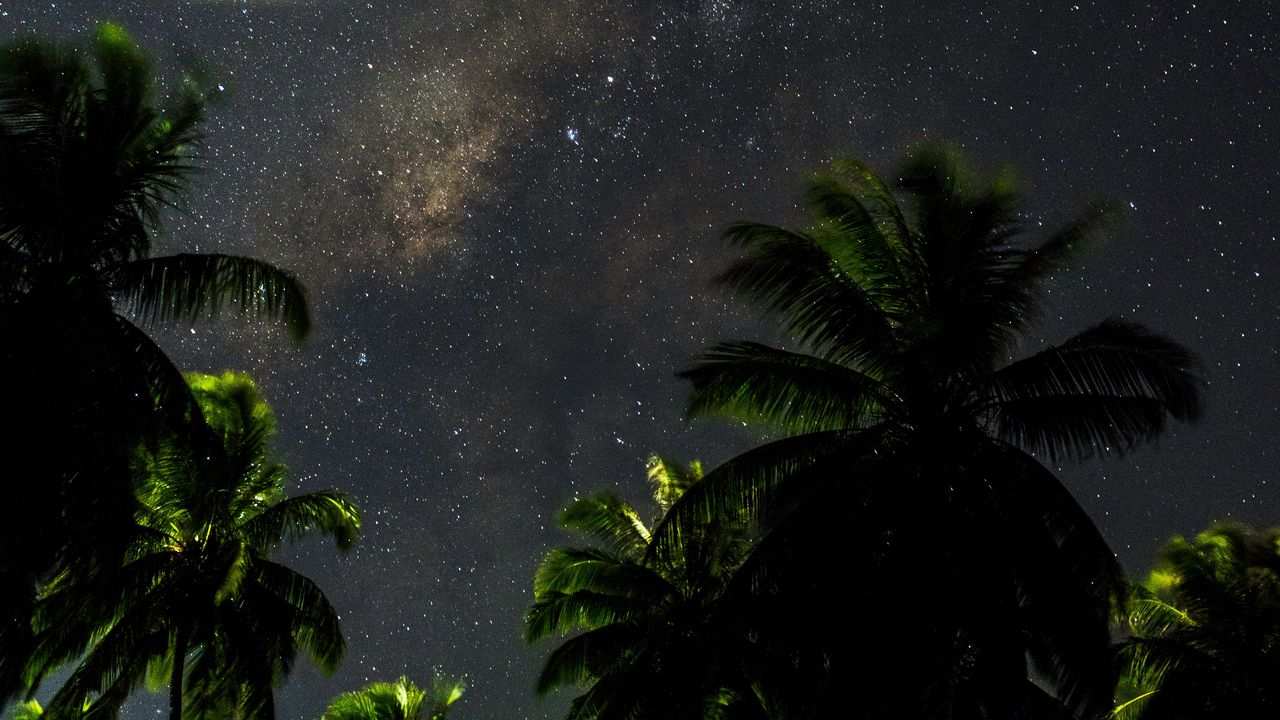 Wallpaper starry sky, palm trees, branches, leaves, night