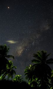 Preview wallpaper starry sky, palm trees, branches, leaves, night