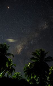 Preview wallpaper starry sky, palm trees, branches, leaves, night