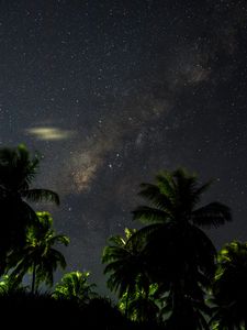 Preview wallpaper starry sky, palm trees, branches, leaves, night