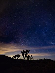 Preview wallpaper starry sky, spines, bushes, night