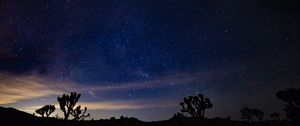 Preview wallpaper starry sky, spines, bushes, night