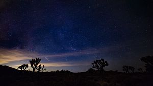 Preview wallpaper starry sky, spines, bushes, night