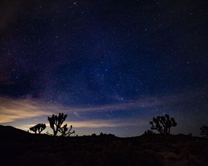 Preview wallpaper starry sky, spines, bushes, night