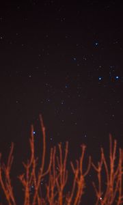 Preview wallpaper starry sky, stars, branches, night, night sky