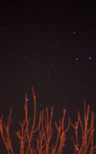 Preview wallpaper starry sky, stars, branches, night, night sky