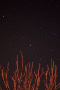 Preview wallpaper starry sky, stars, branches, night, night sky