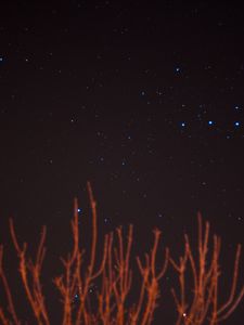 Preview wallpaper starry sky, stars, branches, night, night sky