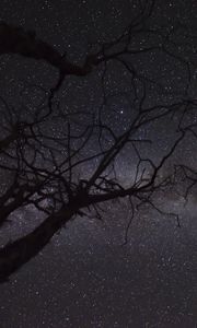 Preview wallpaper starry sky, stars, branches, trees, night