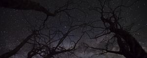 Preview wallpaper starry sky, stars, branches, trees, night