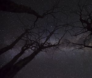 Preview wallpaper starry sky, stars, branches, trees, night