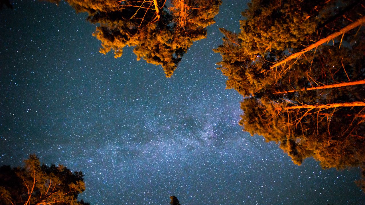Wallpaper starry sky, stars, night, trees, bottom view
