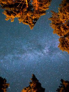 Preview wallpaper starry sky, stars, night, trees, bottom view