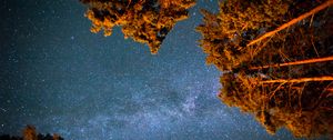 Preview wallpaper starry sky, stars, night, trees, bottom view