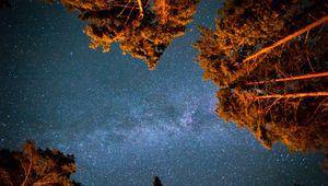 Preview wallpaper starry sky, stars, night, trees, bottom view