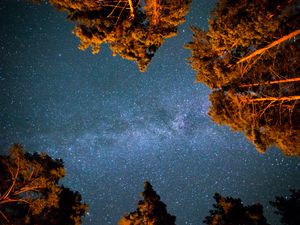 Preview wallpaper starry sky, stars, night, trees, bottom view