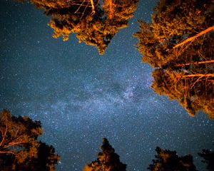 Preview wallpaper starry sky, stars, night, trees, bottom view