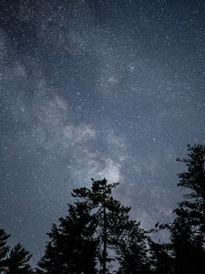 Preview wallpaper starry sky, stars, night, trees