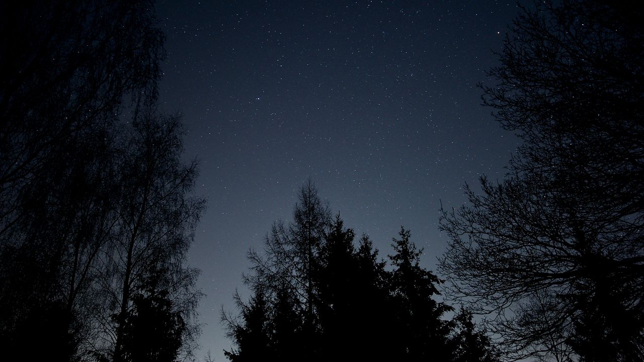 Wallpaper starry sky, stars, night, branches, bottom view