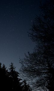 Preview wallpaper starry sky, stars, night, branches, bottom view