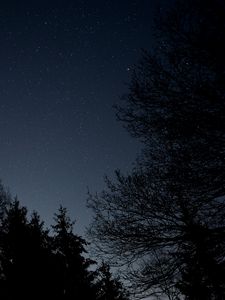 Preview wallpaper starry sky, stars, night, branches, bottom view